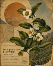 Load image into Gallery viewer, Darjeeling
